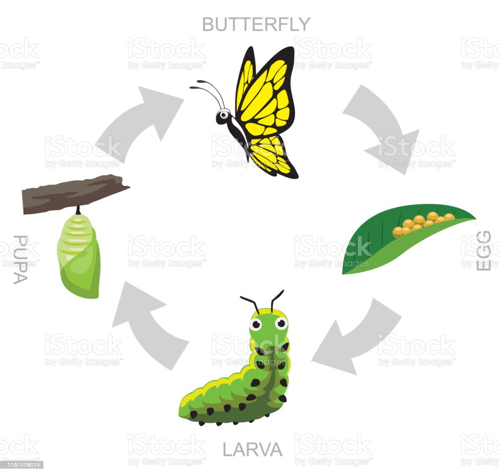 Detail Larva Background Nomer 56