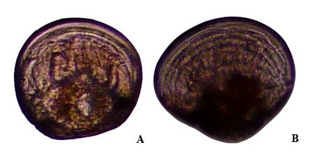 Detail Larva Hantu Nomer 46