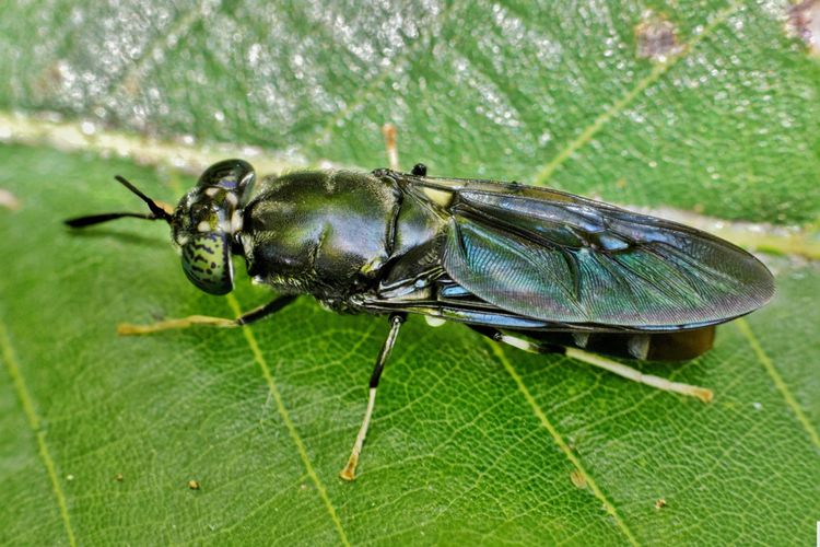 Larva Lalat Hijau - KibrisPDR