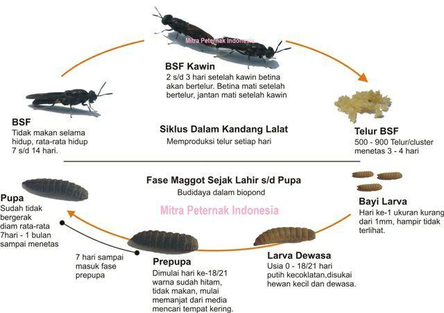 Detail Larva Lalat Hijau Nomer 25