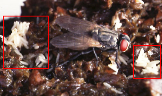 Detail Larva Lalat Hijau Nomer 26