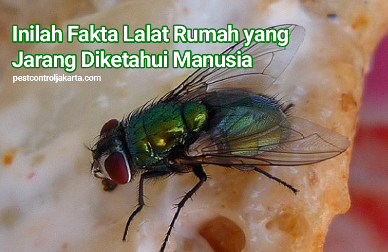 Detail Larva Lalat Hijau Nomer 32