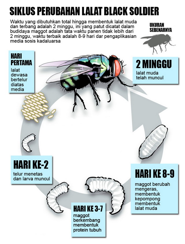 Detail Larva Lalat Hijau Nomer 5