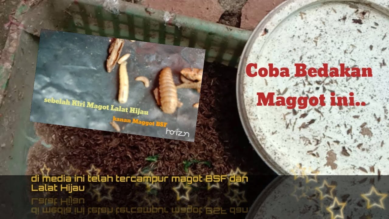 Detail Larva Lalat Hijau Nomer 45