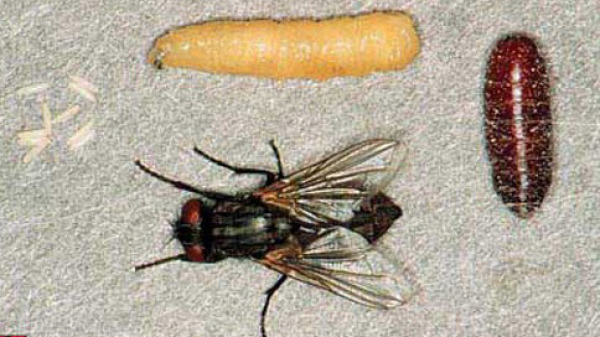 Detail Larva Lalat Hijau Nomer 7