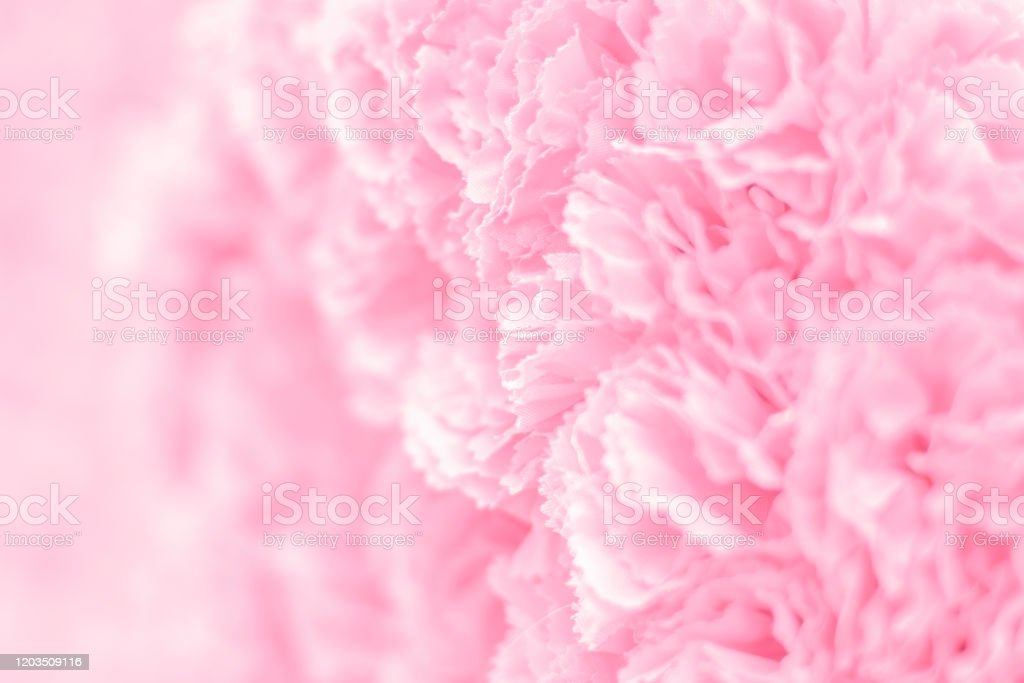 Detail Latar Belakang Pink Nomer 31