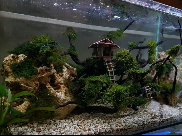 Detail Model Aquarium Air Tawar Nomer 25