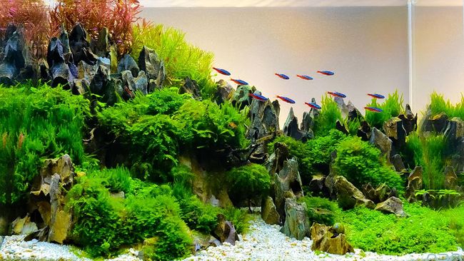 Detail Model Aquarium Air Tawar Nomer 34