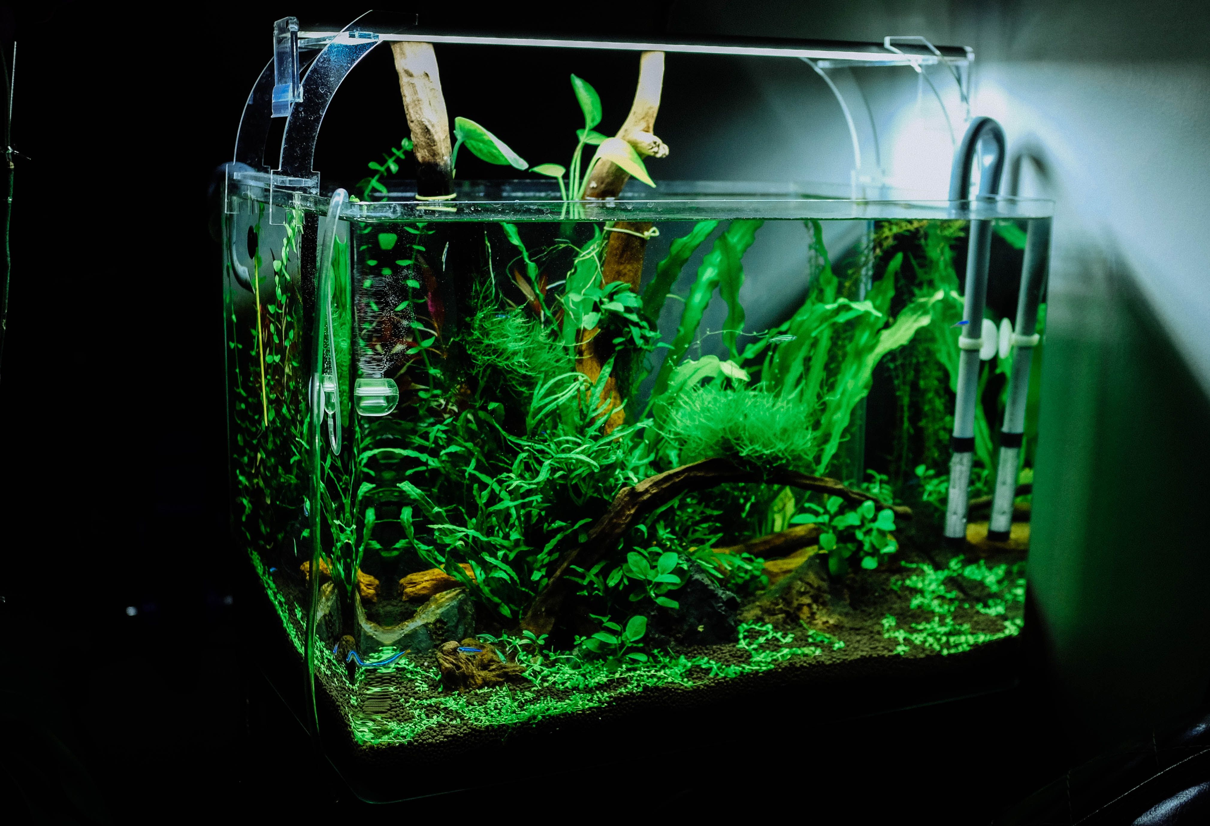 Detail Model Aquarium Air Tawar Nomer 36