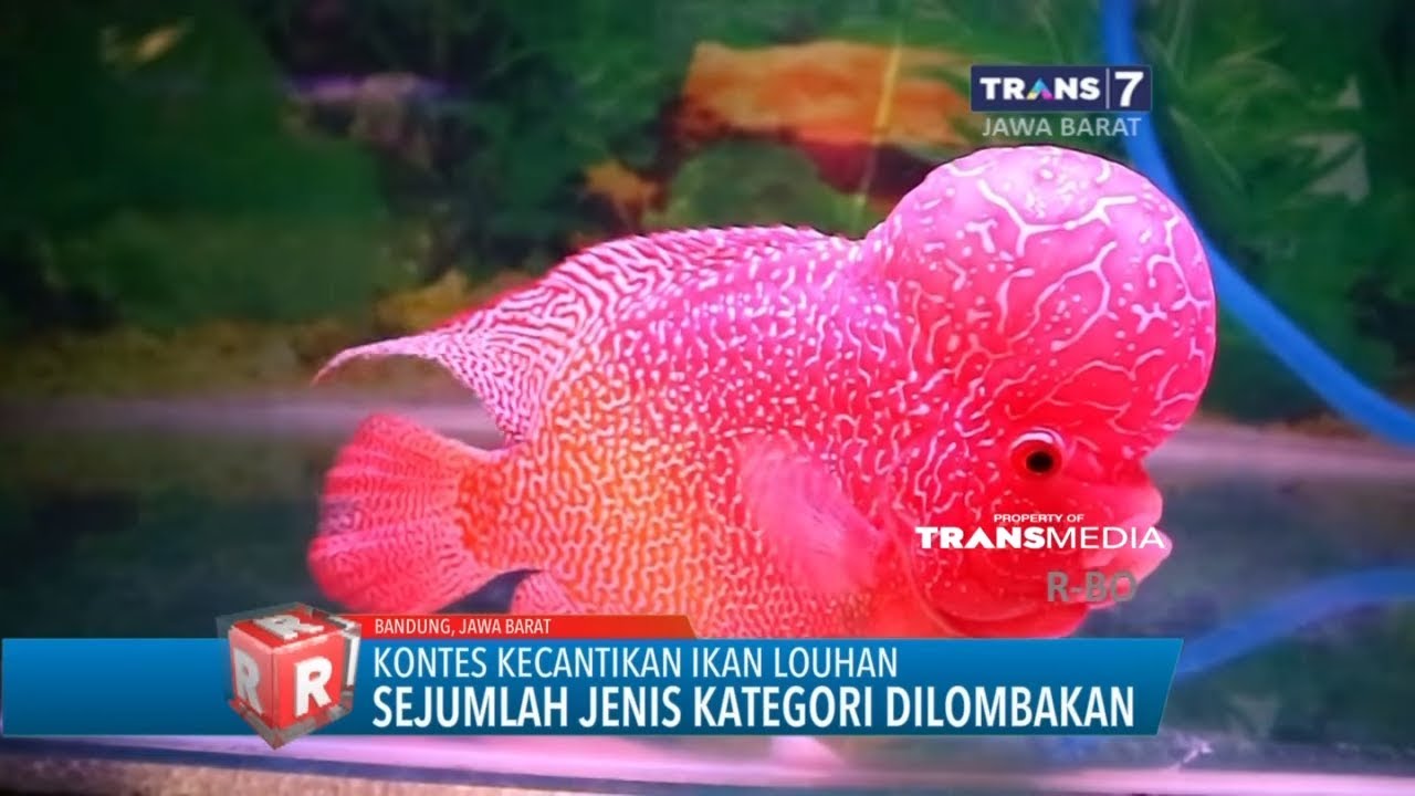 Detail Model Aquarium Ikan Louhan Nomer 16