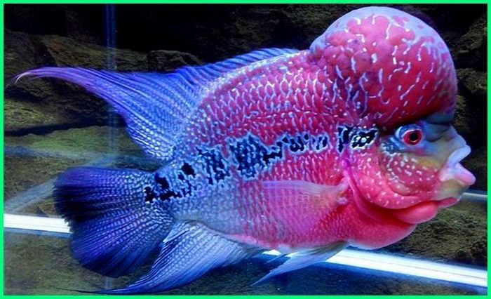 Detail Model Aquarium Ikan Louhan Nomer 53