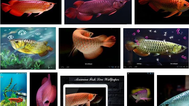 Detail Model Aquarium Untuk Ikan Arwana Nomer 28