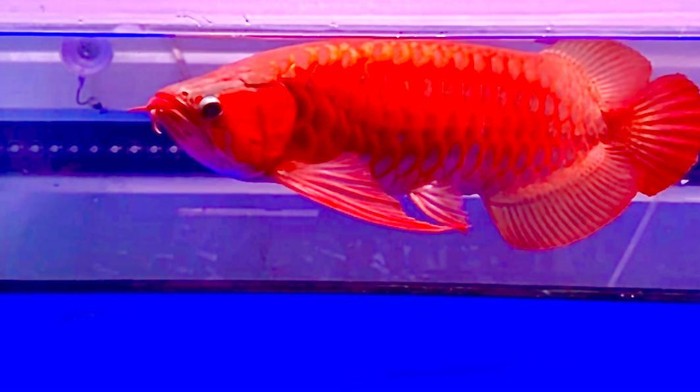 Detail Model Aquarium Untuk Ikan Arwana Nomer 29