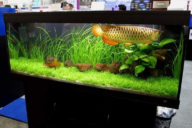 Detail Model Aquarium Untuk Ikan Arwana Nomer 6