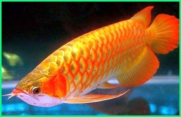 Detail Model Aquarium Untuk Ikan Arwana Nomer 51