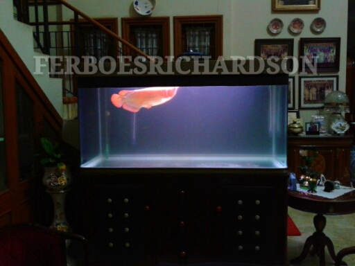 Detail Model Aquarium Untuk Ikan Arwana Nomer 54