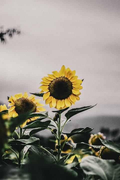 Detail Latar Belakang Yang Bagus Untuk Foto Nomer 30