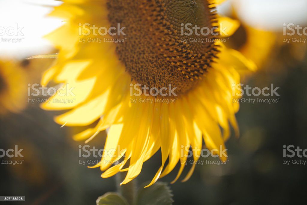 Detail Latar Bunga Matahari Nomer 32