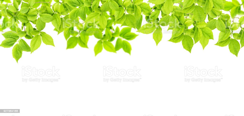 Detail Latar Hijau Daun Nomer 13
