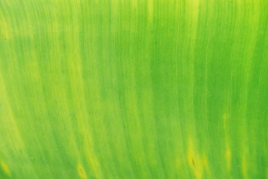 Detail Latar Hijau Daun Nomer 18