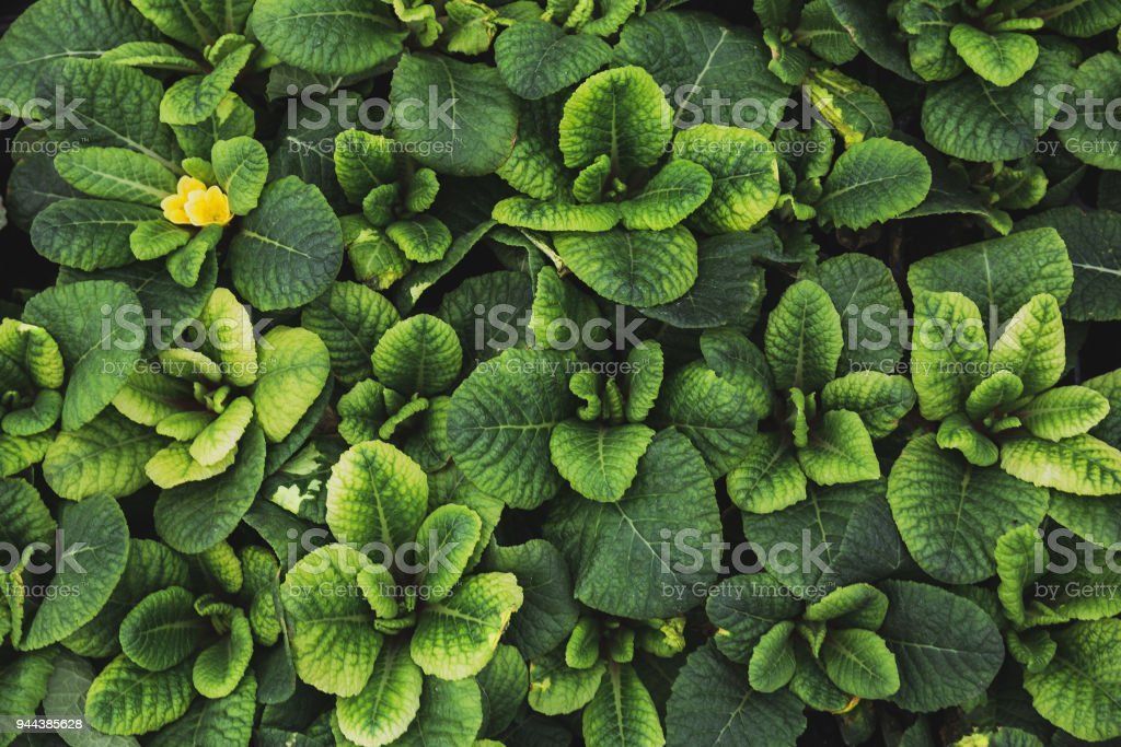 Detail Latar Hijau Daun Nomer 25