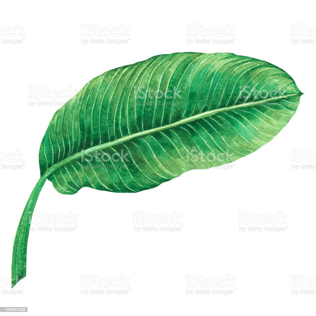 Detail Latar Hijau Daun Nomer 29