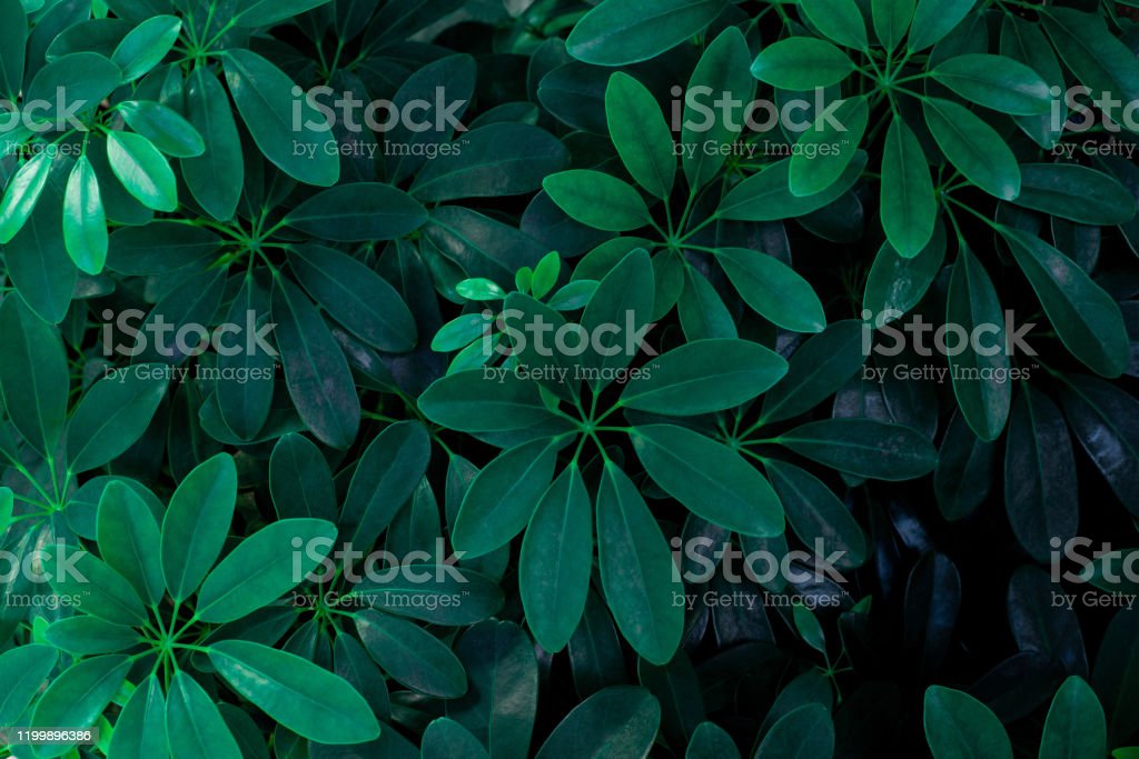 Detail Latar Hijau Daun Nomer 30