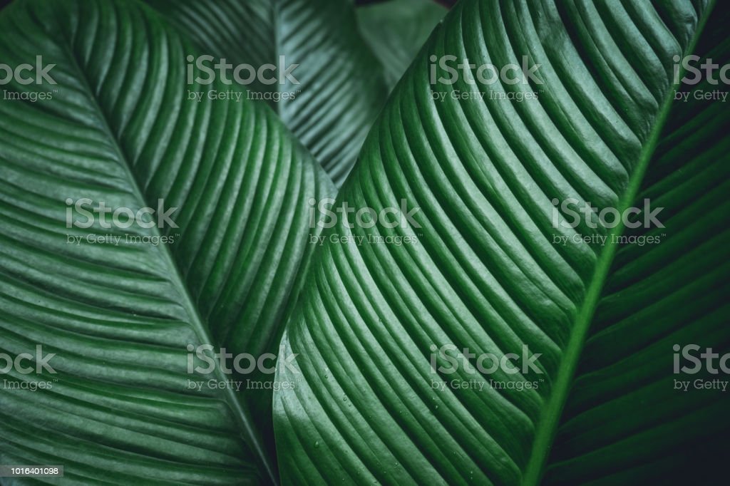 Detail Latar Hijau Daun Nomer 32