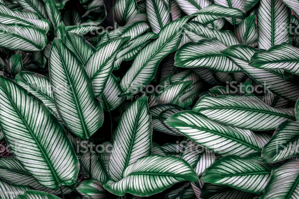 Detail Latar Hijau Daun Nomer 33