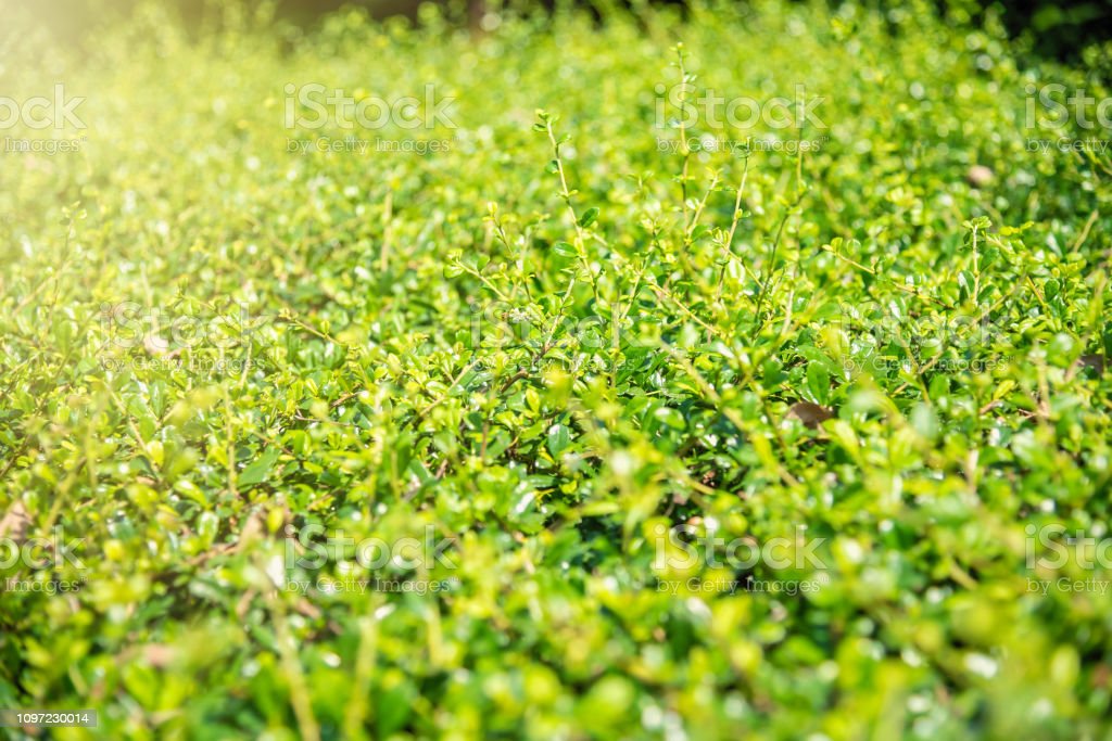 Detail Latar Hijau Daun Nomer 36