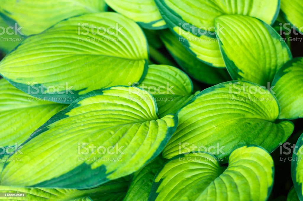 Detail Latar Hijau Daun Nomer 38