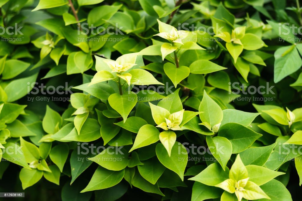 Detail Latar Hijau Daun Nomer 40
