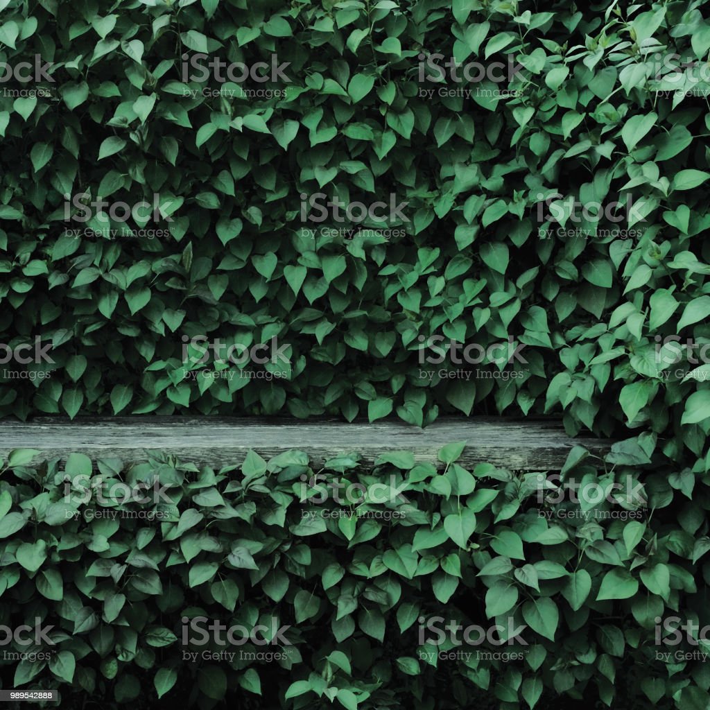 Detail Latar Hijau Daun Nomer 42