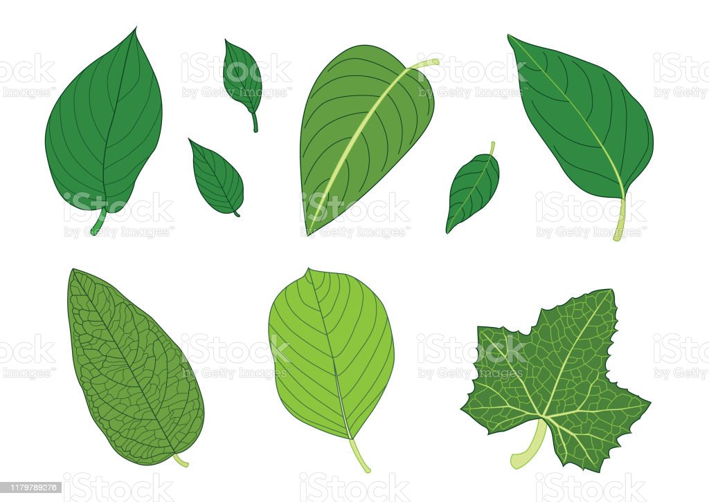 Detail Latar Hijau Daun Nomer 46