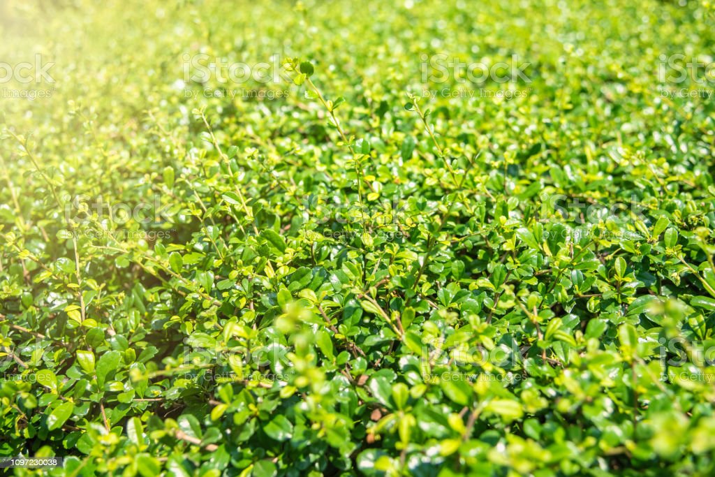 Detail Latar Hijau Daun Nomer 49