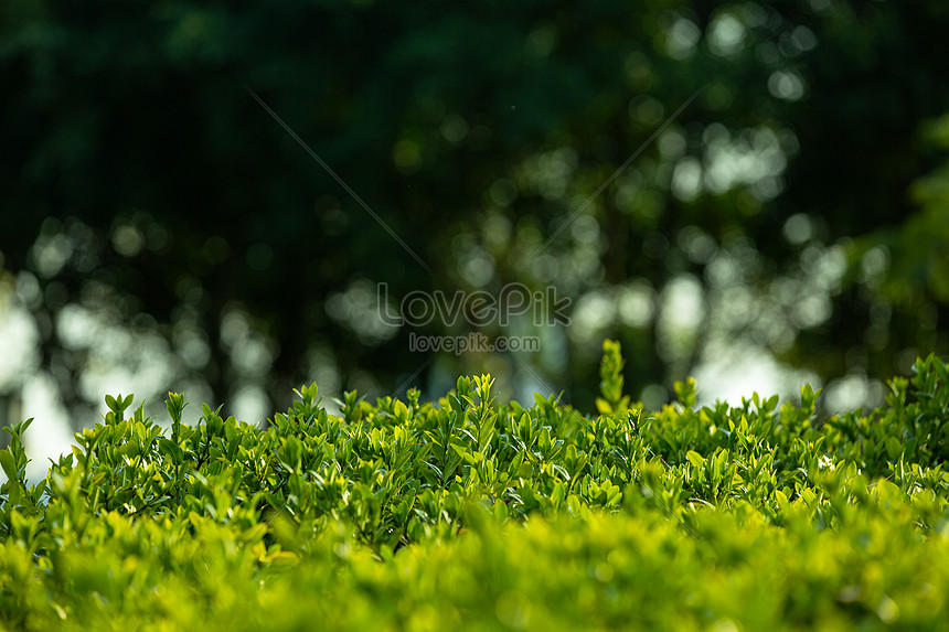 Detail Latar Hijau Daun Nomer 52
