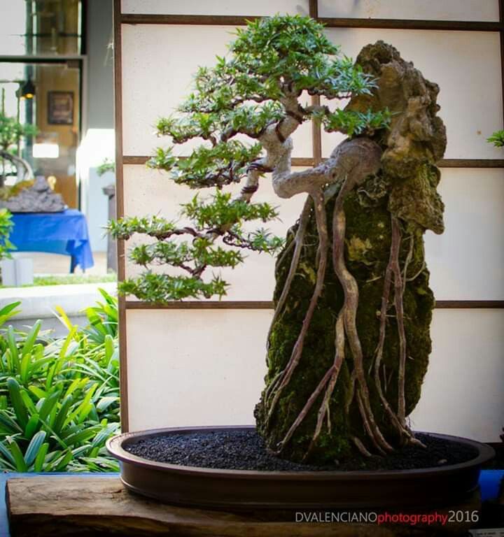 Detail Model Bonsai Beringin Nomer 13