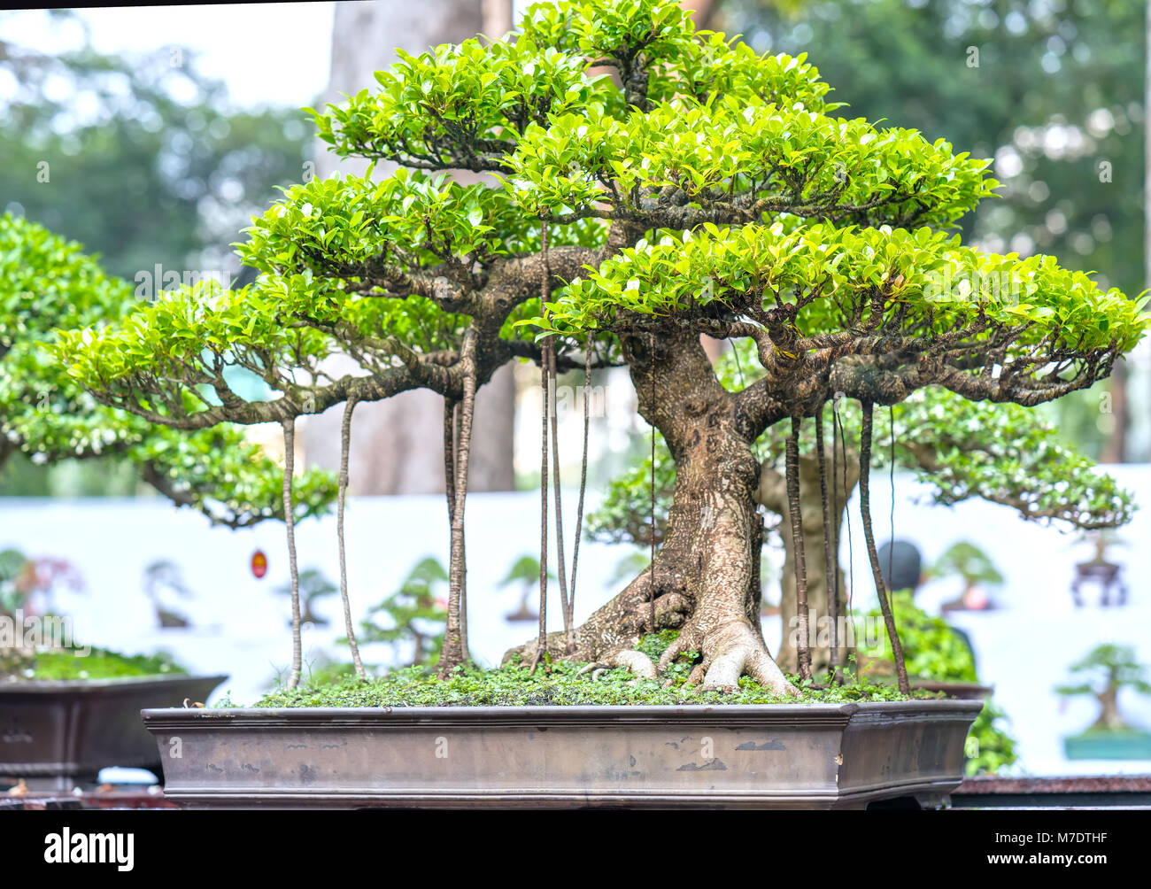 Detail Model Bonsai Beringin Nomer 16