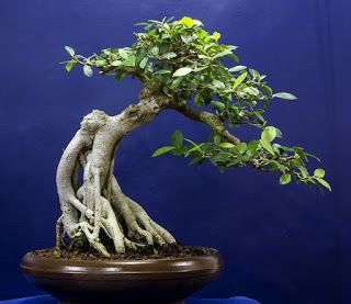 Detail Model Bonsai Beringin Nomer 20