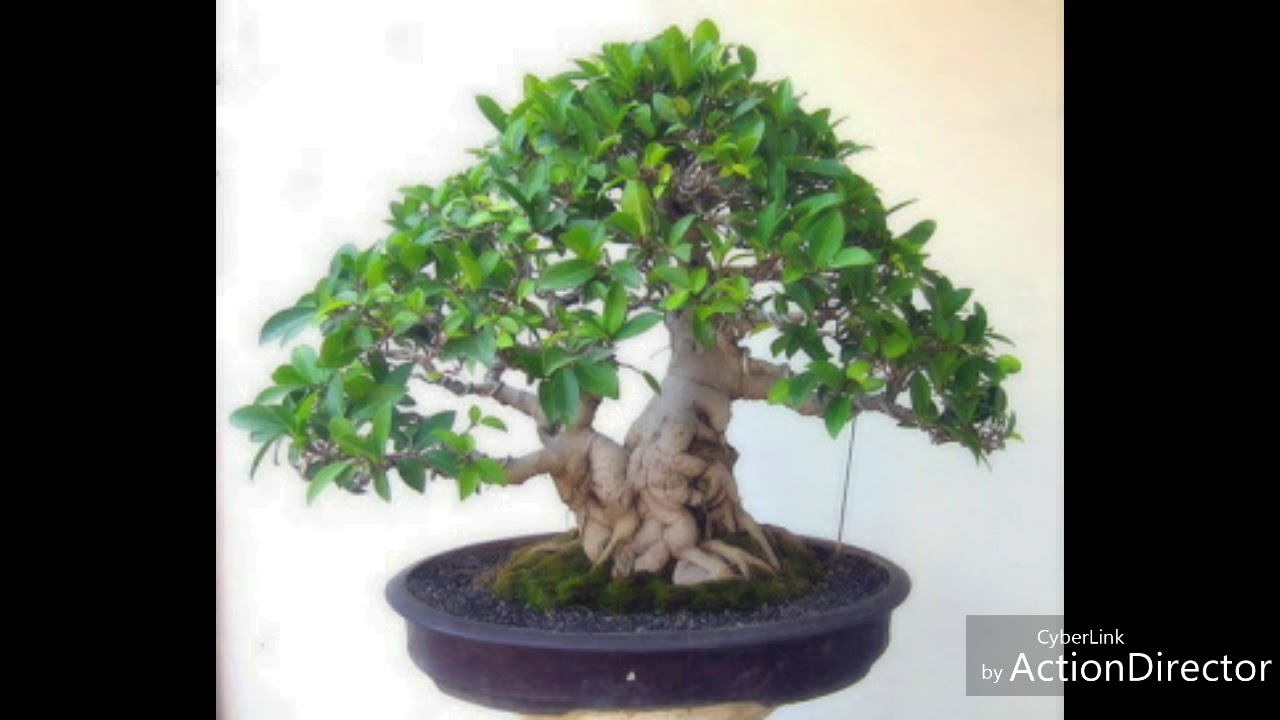 Detail Model Bonsai Beringin Nomer 21