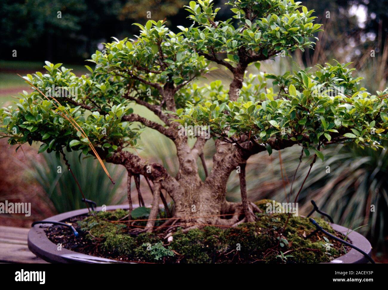 Detail Model Bonsai Beringin Nomer 27