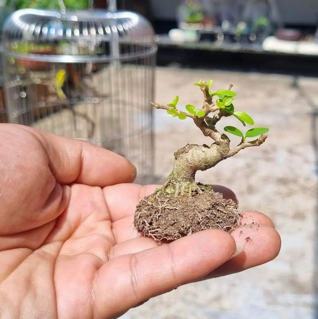 Detail Model Bonsai Beringin Nomer 28