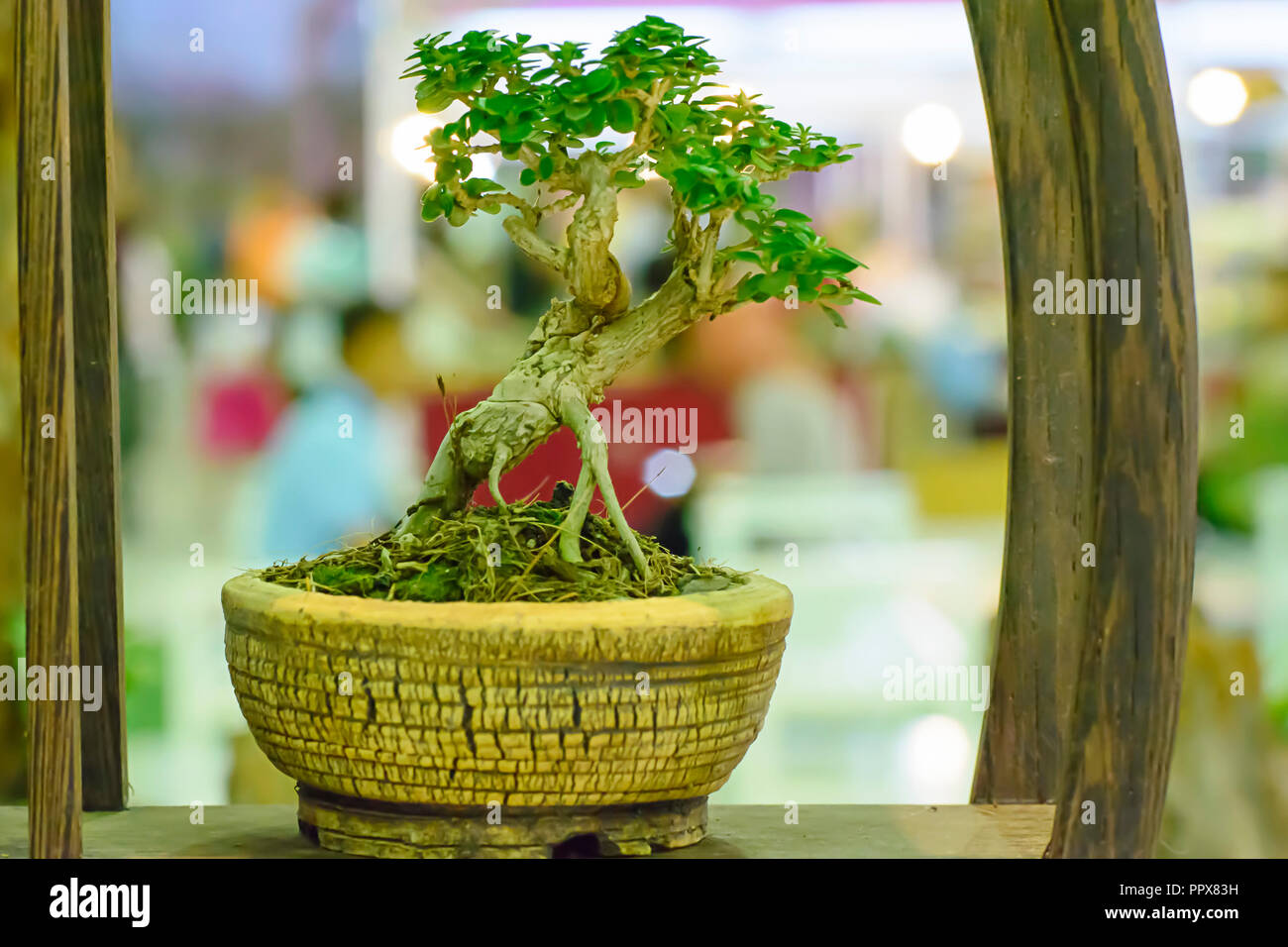 Detail Model Bonsai Beringin Nomer 29