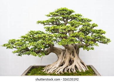 Detail Model Bonsai Beringin Nomer 34