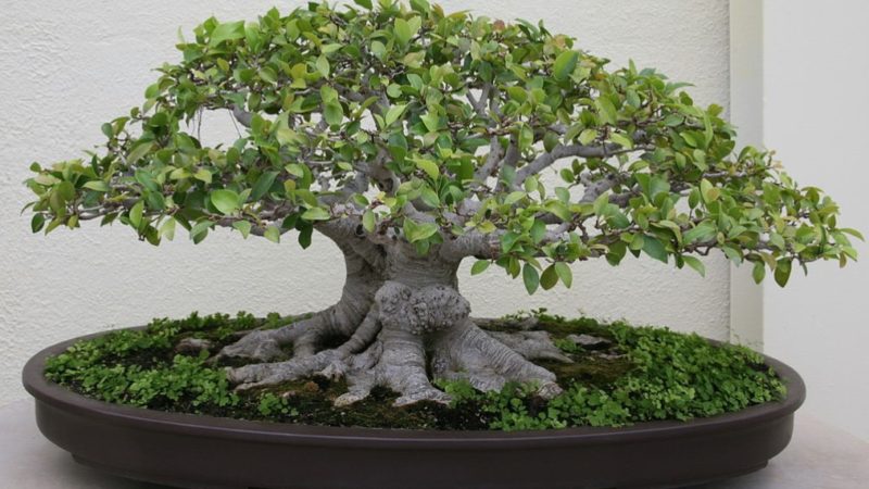 Detail Model Bonsai Beringin Nomer 41