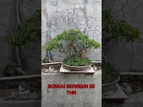 Detail Model Bonsai Beringin Nomer 43