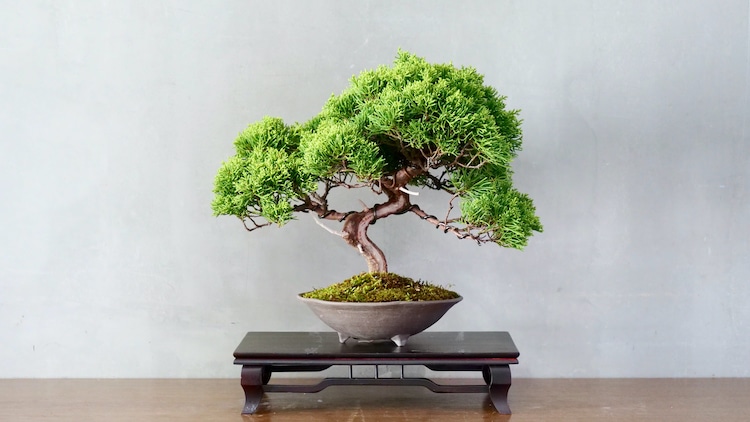 Detail Model Bonsai Beringin Nomer 44