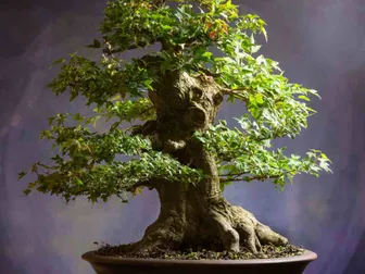 Detail Model Bonsai Beringin Nomer 57