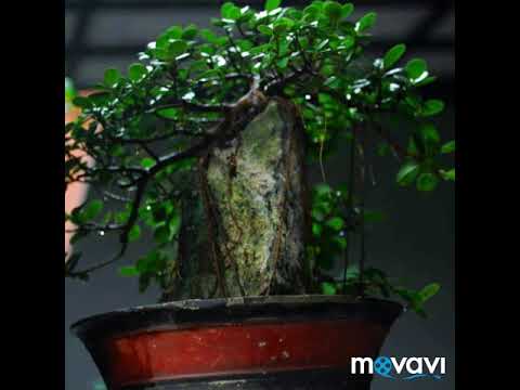 Detail Model Bonsai Beringin Nomer 7