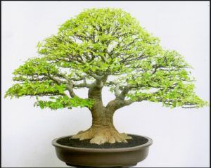 Detail Model Bonsai Beringin Nomer 10